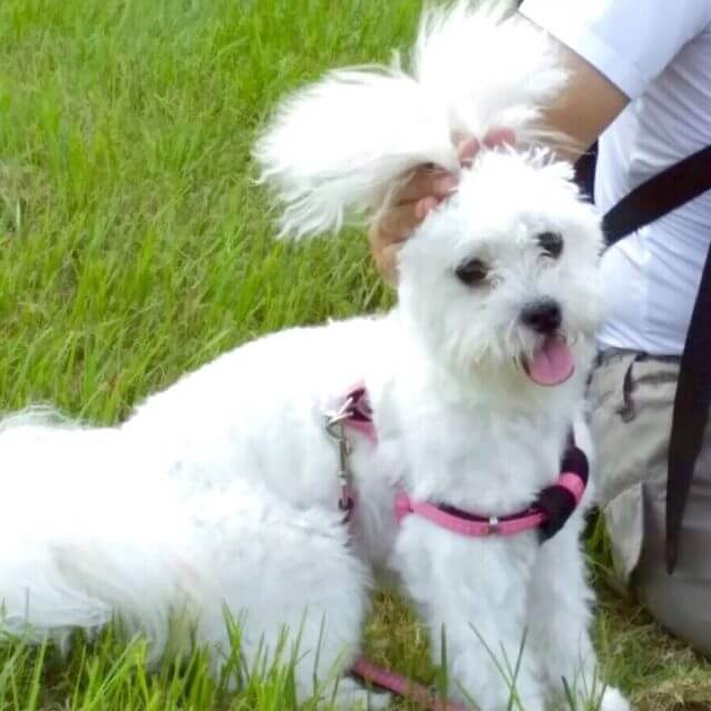 お耳の毛が長いけど犬です