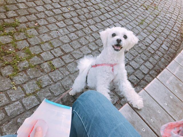 おやつ、ちょうだい!