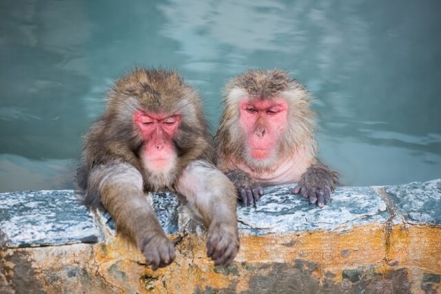 猿と温泉